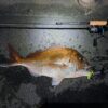 Thumbnail of new posts 024
