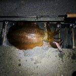 Thumbnail of new posts 087