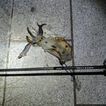 Thumbnail of new posts 087